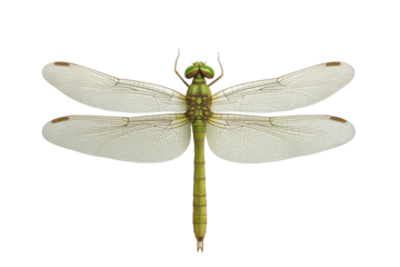 PNG cut out isolated background. A detailed top view of a green darner dragonfly, highlighting its elongated green body, large compound eyes, and intricately veined transparent wings.