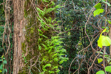 Fototapeta premium Old trees on the embankment in a tropical park by the sea in Gagra, Abkhazia. Promenade with palm trees. Summer vacation, tourists' vacation