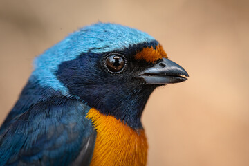 Golden-rumped euphonia in the mountains of México