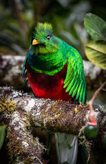 Central American quetzal in the cloud forests of Costa Rica.