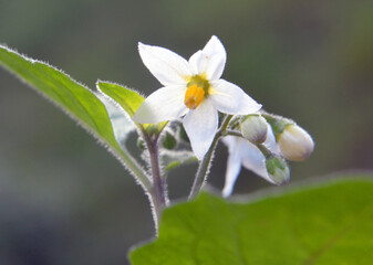 The black solanum (Solanum nigrum) plant grows in nature