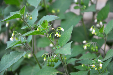 The black solanum (Solanum nigrum) plant grows in nature