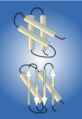 Schematic presentation of a normal protein and of a deformed inactive one,
i.e., a prion.