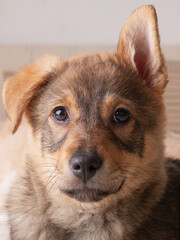 Close up portrait of mixed breed brown puppy dog.