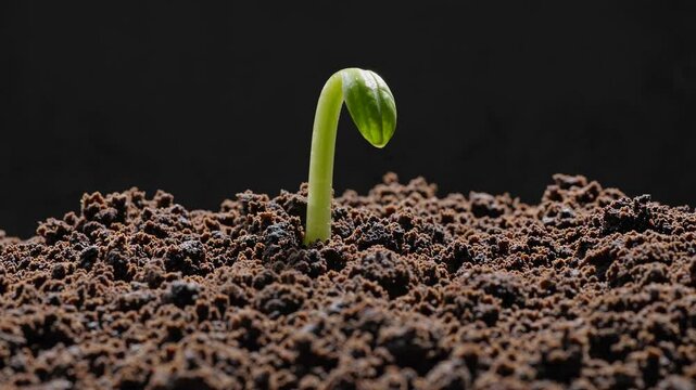 Close-up, low-angle shot of a sprouting seedling in rich soil against a dark background, symbolizing growth and new beginnings in a video style.