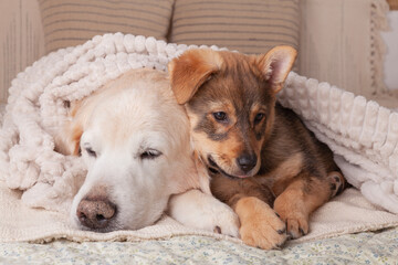 Adorable napping golden retriever and funny mixed breed puppy dogs heating under plaid together.