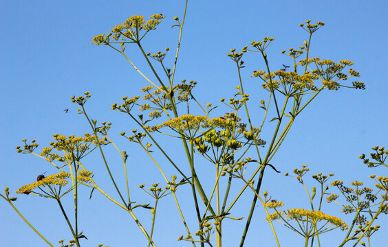 Sowing parsnip (Pastinaca sativa), grows in nature.