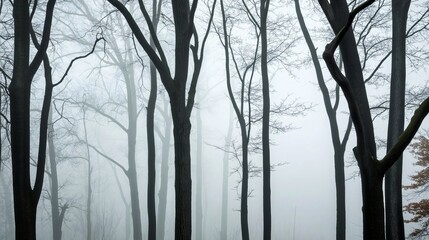 Obraz premium Fog envelops the forest, with towering trees gradually fading into the mist. The tranquil setting invites reflection and connection with nature on this calm morning