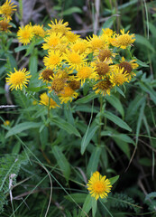 Obraz premium Pentanema britannicum (Inula britannica) blooms in the wild in summer.