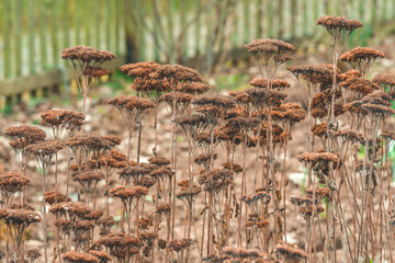 Winter garden landscape with dried plants standing tall against a wooden fence in a serene outdoor...