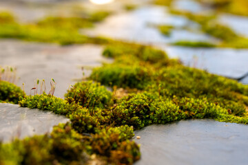 Lush green moss growing between stone tiles in a tranquil outdoor setting during a sunny afternoon
