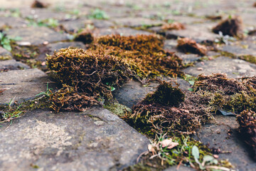 Exploration of vibrant moss growing on cobblestones in a serene outdoor area during daylight