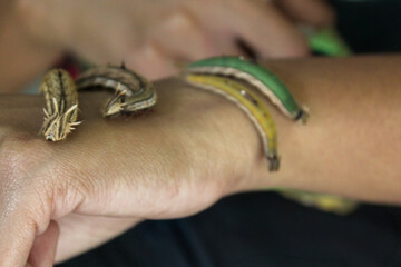 Caterpillar of various butterfly species on an arm of a human, butterflypark Suriname
