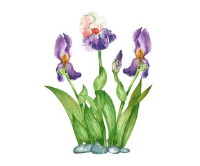 composition of three irises of different colors, pink, purple flowers with green leaves, pebbles for flower beds. All objects are hand-painted with watercolors. For printing on postcards, invitations.