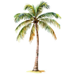 
Watercolor palm tree, vector illustration isolated on a white background, png