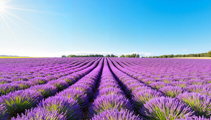 Obraz premium Vibrant lavender field under bright blue sky, natural tranquility