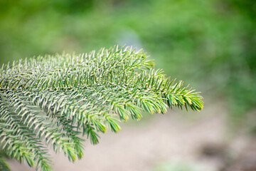 Close-up detail of an Araucaria biramulata evergreen branch with lush green needles.