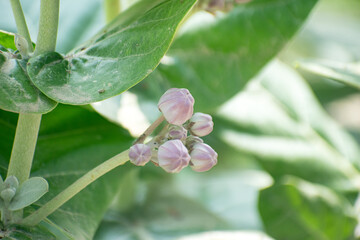 Obraz premium French cotton plant Calotropis procera with large green leaves and milky sap.