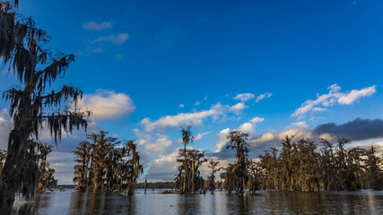 Swamp boat tour in Louisiana
