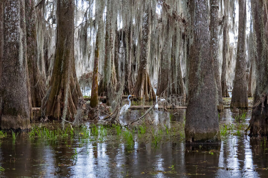Swamp boat tour in Louisiana