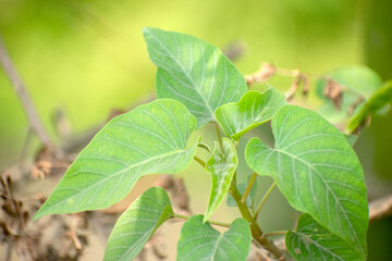 Delicate morning glory flower Ipomoea carnea with trumpet-shaped petals.