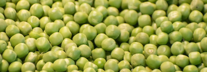 Fresh green peas Lathyrus oleraceus podded and ready for culinary use.