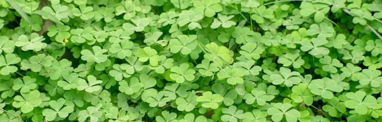 Bright yellow wood sorrel flower Oxalis stricta with clover-like leaves.