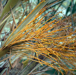 Tall date palm tree Phoenix dactylifera with lush green fronds.