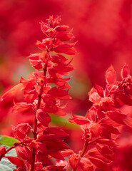 Fiery red Bonfire salvia flower Salvia splendens in full bloom.