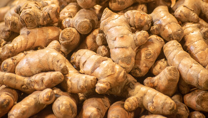 Fresh ginger root Zingiber officinale a key masala ingredient for cooking.