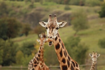 giraffe in the zoo