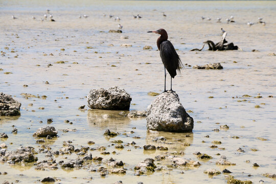 heron on the beach