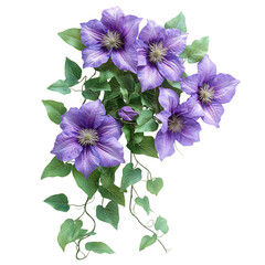 A Lush Climbing Clematis Vine with Large Purple Flowers Isolated on Transparent Background