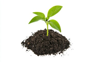 A small green seedling emerges from a pile of dark brown soil against a white background