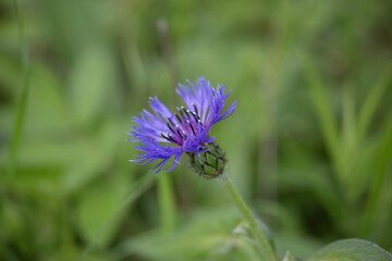 Close-Up of Blue Cornflower Blooming in Green Meadow