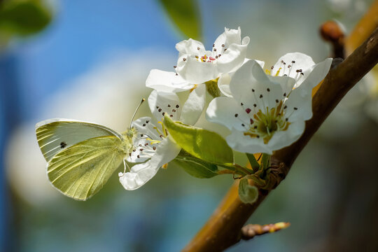 Butterfly on white cherry flower close-up on a tree branch, blurred background