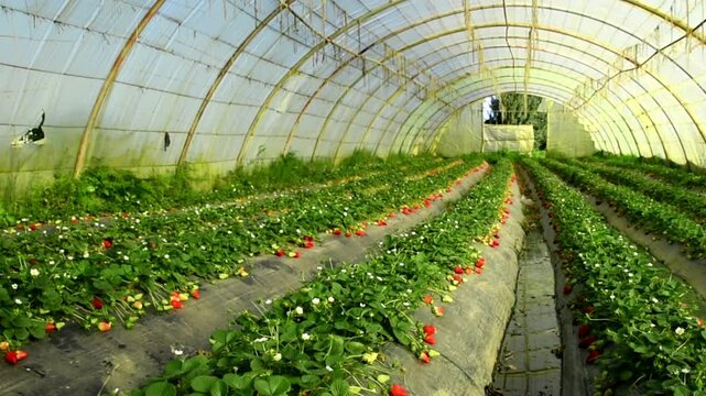 Strawberry field, green strawberry plant in greenhouses, Abundant strawberry production in the harvest season, Long rows lines for strawberries, Fresh ripe organic fruit farm, isolated selective focus