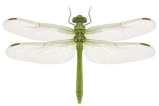 PNG cut out isolated background. A detailed top view of a green darner dragonfly, highlighting its elongated green body, large compound eyes, and intricately veined transparent wings.