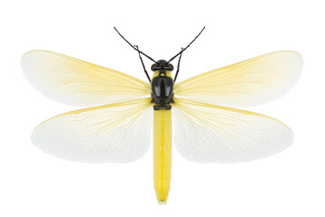 PNG cut out isolated background. A delicate firefly featuring large, semi-transparent wings with a soft yellow gradient and fine vein details. 