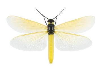 PNG cut out isolated background. A delicate firefly featuring large, semi-transparent wings with a soft yellow gradient and fine vein details. 