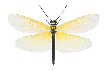 PNG cut out isolated background. A delicate firefly featuring large, semi-transparent wings with a soft yellow gradient and fine vein details. 