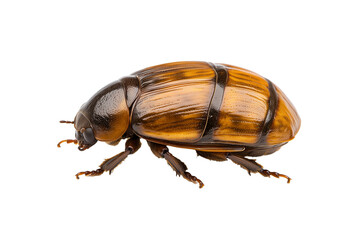 PNG cut out isolated background. A close-up view of a giant water bug featuring a smooth, wet-looking amber-toned shell with visible water droplets. 