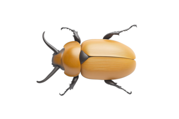 PNG cut out isolated background. A striking Hercules beetle viewed from above, showcasing a smooth golden-brown exoskeleton and powerful, curved black horns.