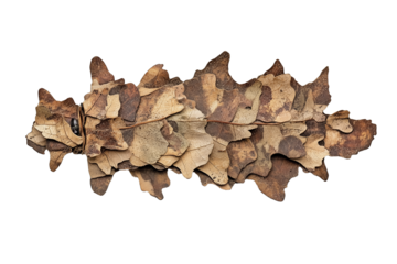 PNG cut out isolated background. A remarkably camouflaged insect mimicking a dried oak leaf, complete with realistic veining and textures.