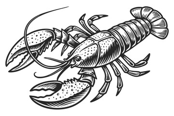 28 Detailed lobster illustration, black and white, engraving style, vintage scientific drawing, anatomical accuracy, symmetrical composition, top view, claws raised, segmented body, fine line work, hi