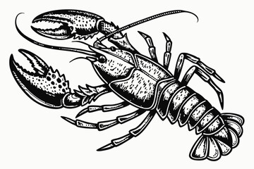 28 Detailed lobster illustration, black and white, engraving style, vintage scientific drawing, anatomical accuracy, symmetrical composition, top view, claws raised, segmented body, fine line work, hi
