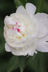 Delicate White Peony