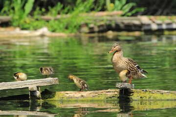 Duck and ducklings