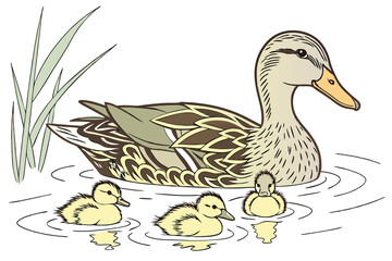 30 Photorealistic watercolor painting, mother duck with ducklings, swimming in calm water, soft pastel colors, detailed feathers, reflections in water, serene nature scene, wildlife illustration, tend