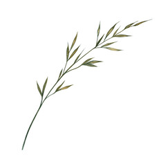 An ear of field grass. A hand-drawn watercolor illustration. a color image of a natural element. The isolate. For printing and decorating postcards, banners and flyers, packaging and labels.